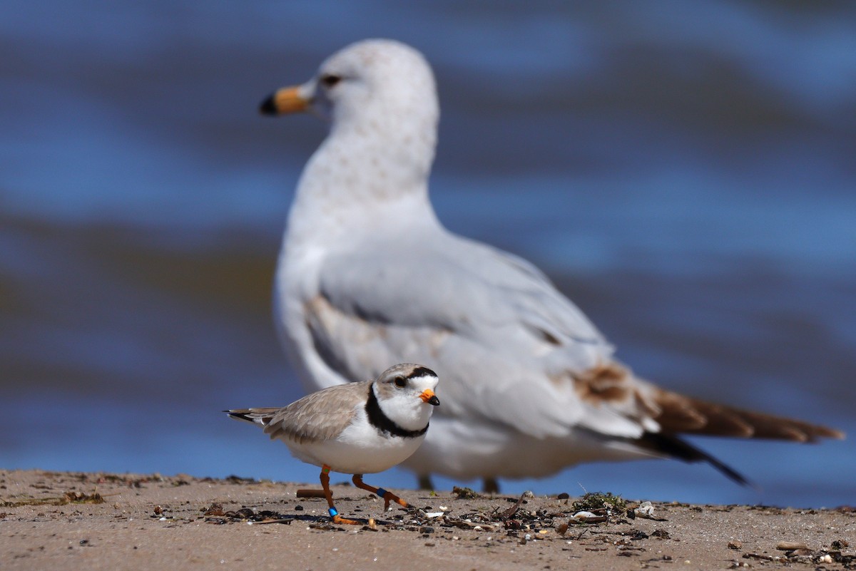Piping Plover - ML618727685