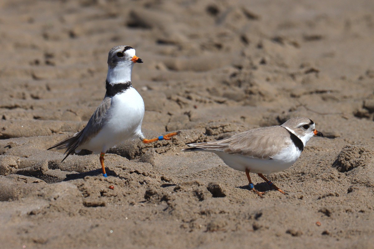 Piping Plover - ML618727686