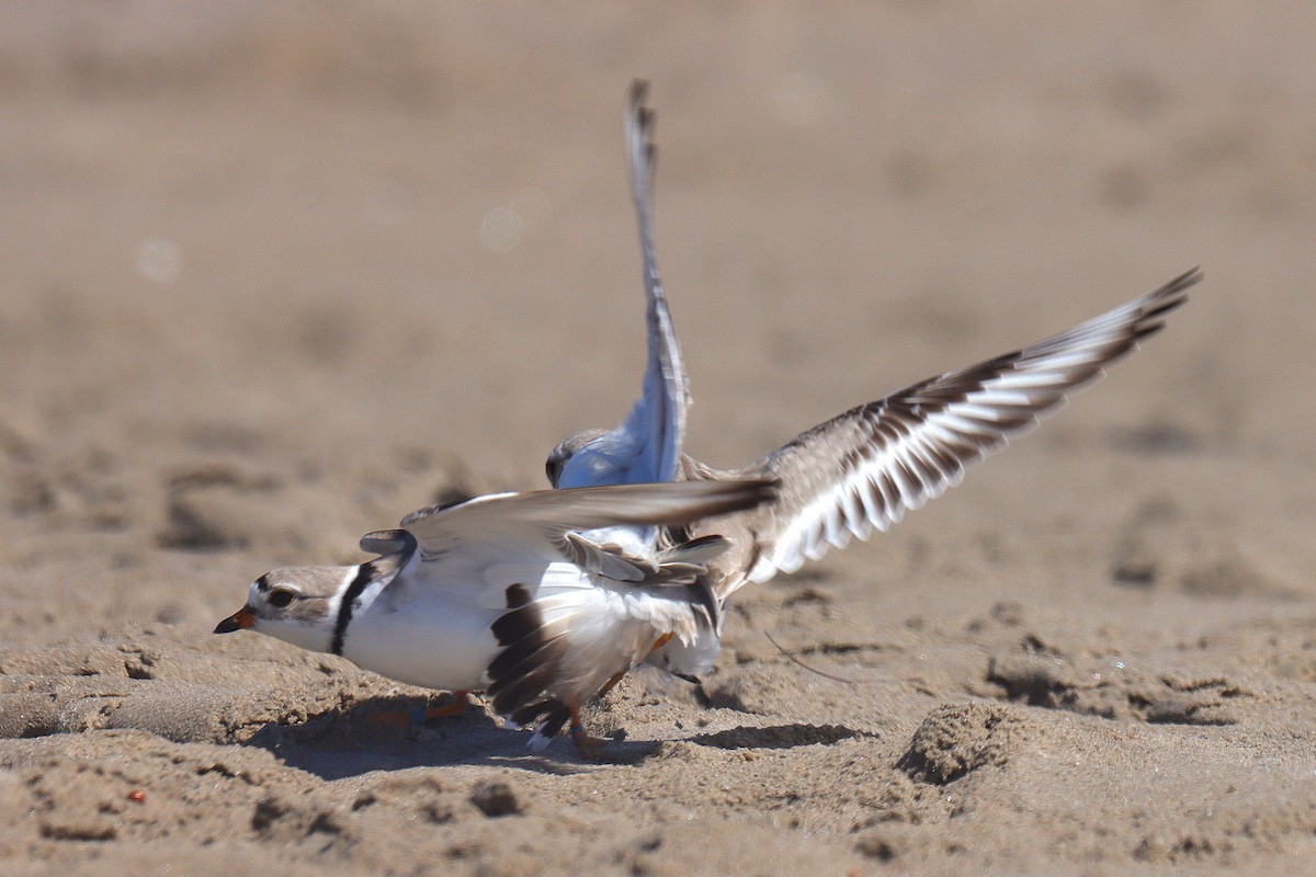 Piping Plover - ML618727687
