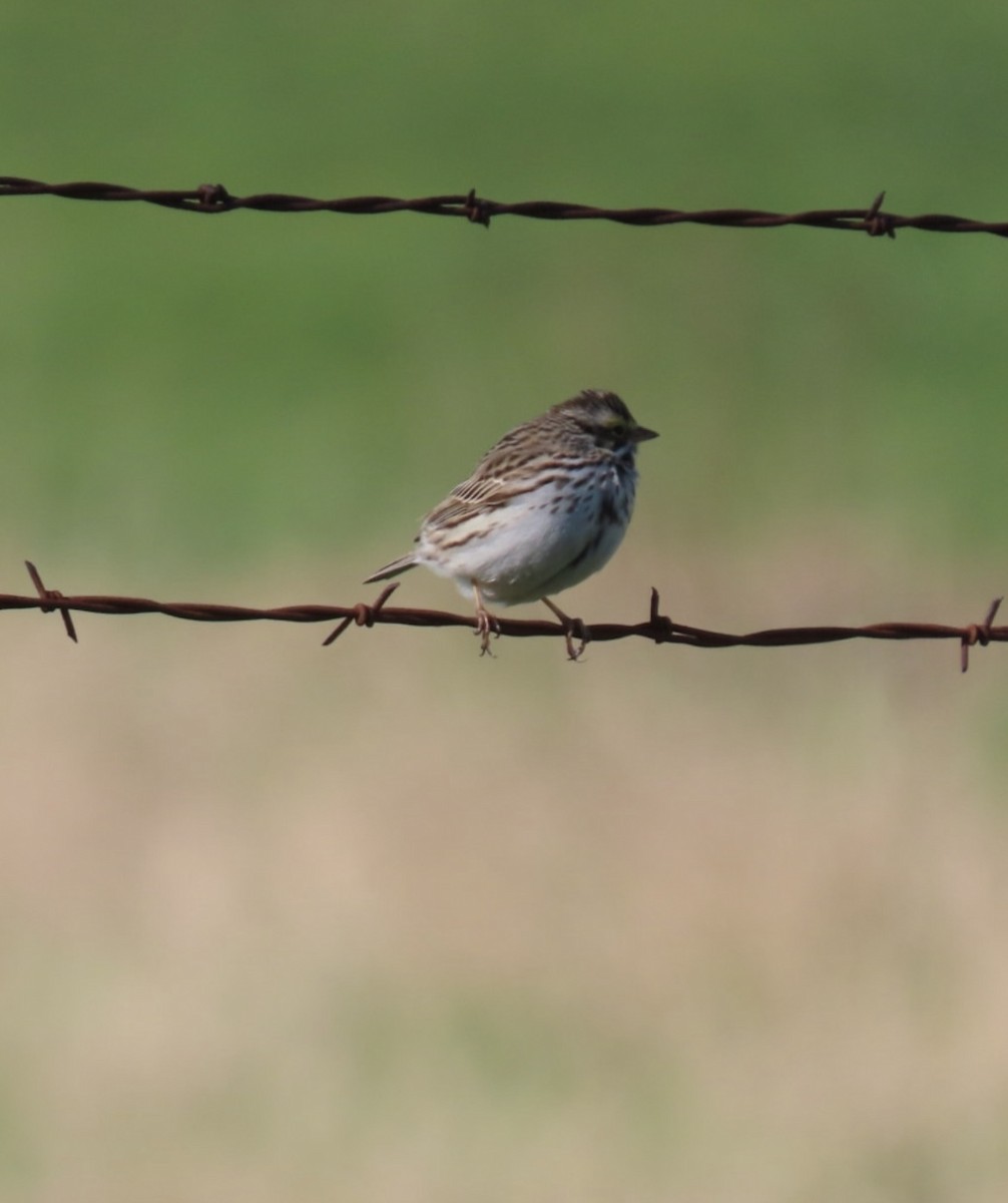 Savannah Sparrow - Rick/linda olson