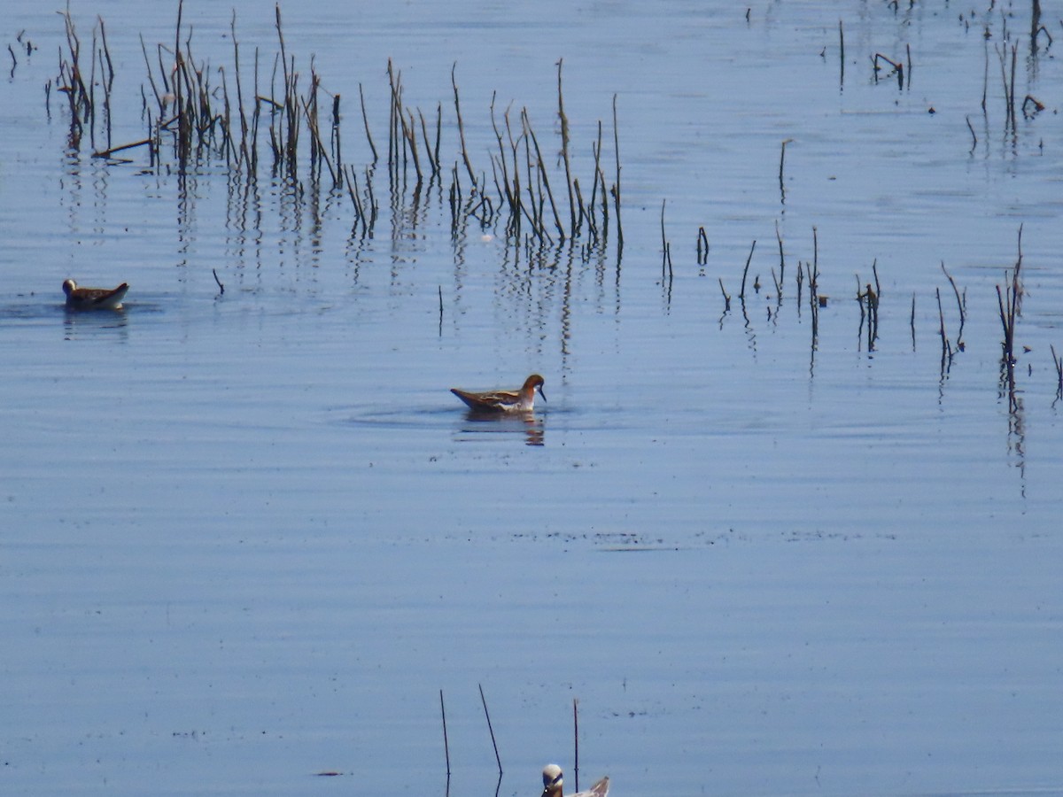 Red-necked Phalarope - Catherine Sandell