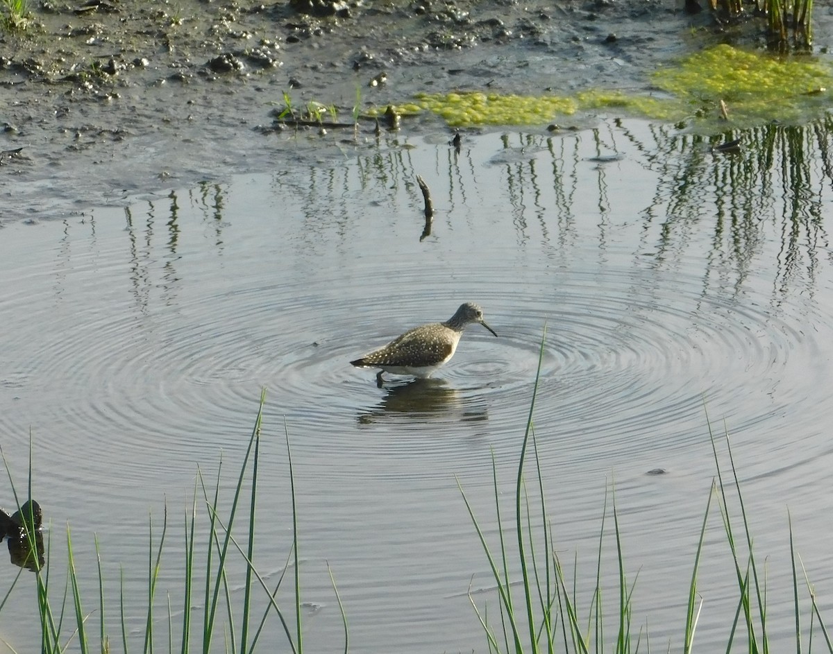 Solitary Sandpiper - Laurie White