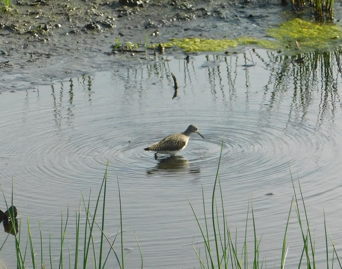 Solitary Sandpiper - ML618727748