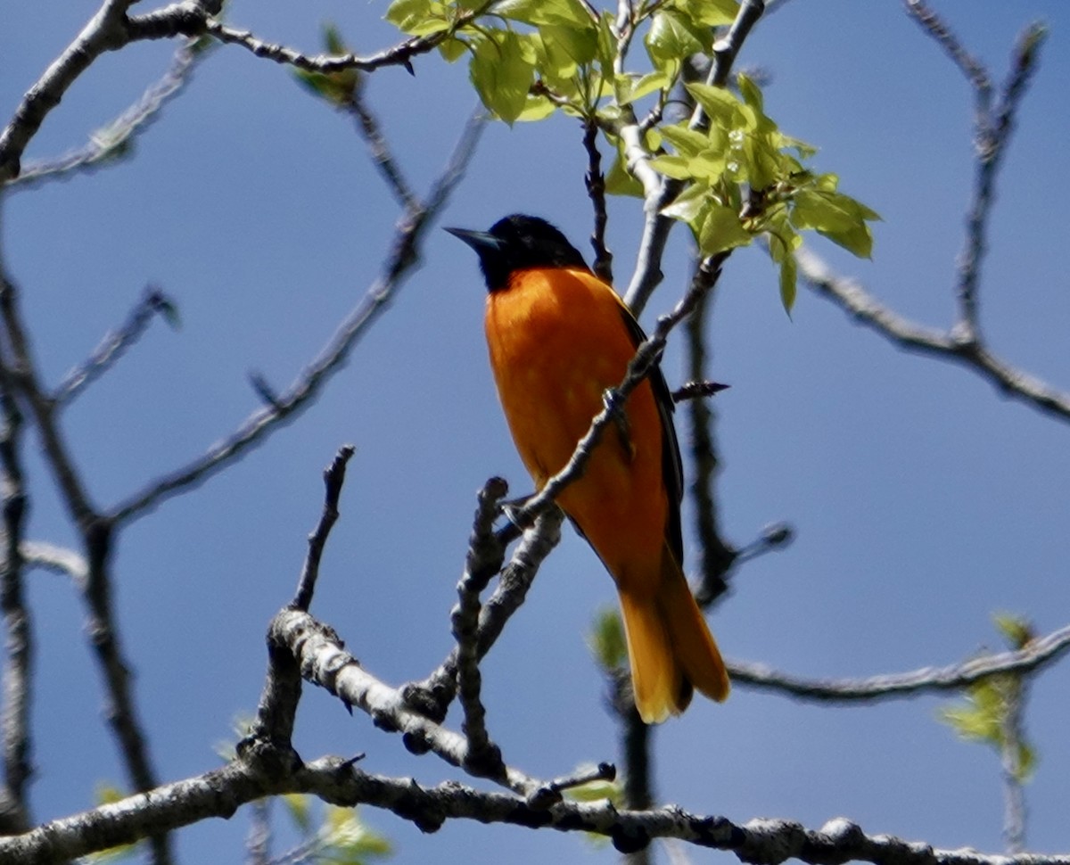 Baltimore Oriole - Rebecca Lovejoy