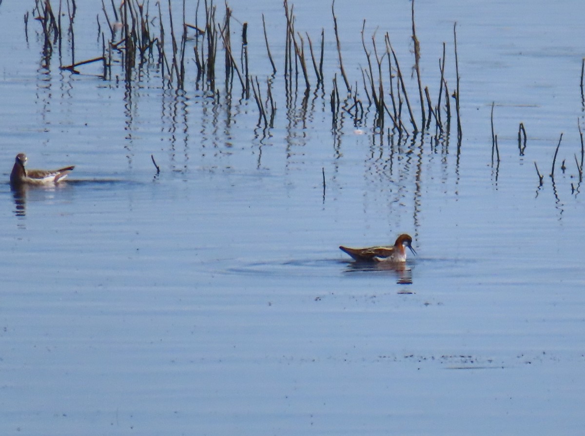 Red-necked Phalarope - Catherine Sandell