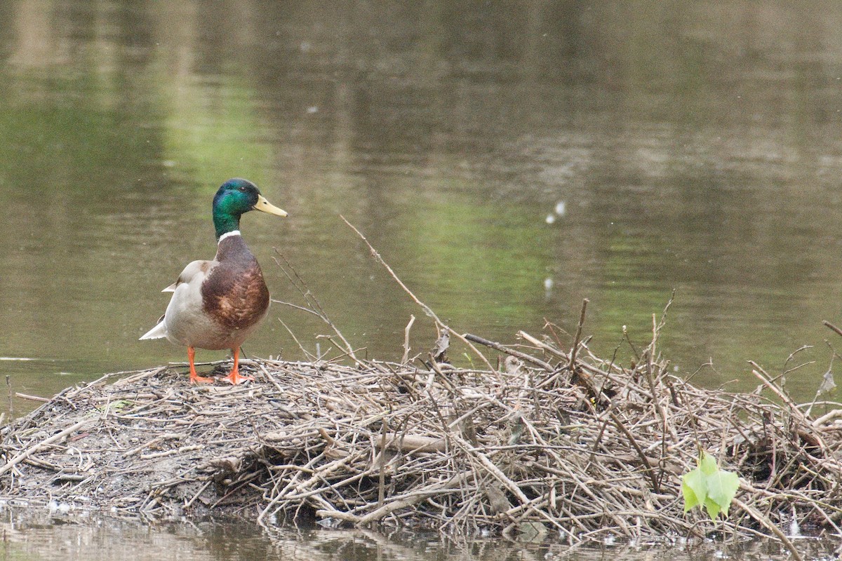 Mallard - ML618727780