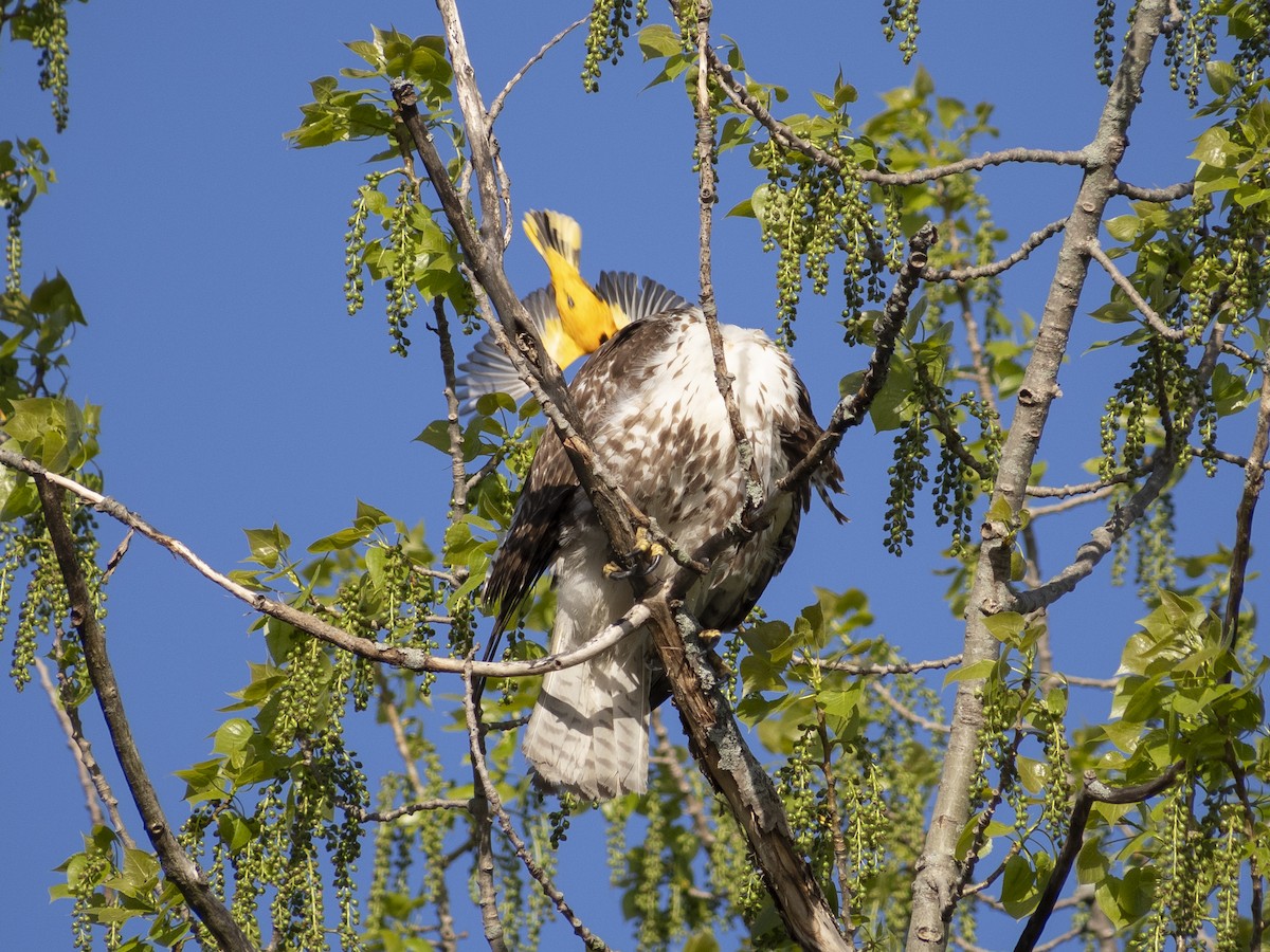 káně rudochvostá - ML618727817