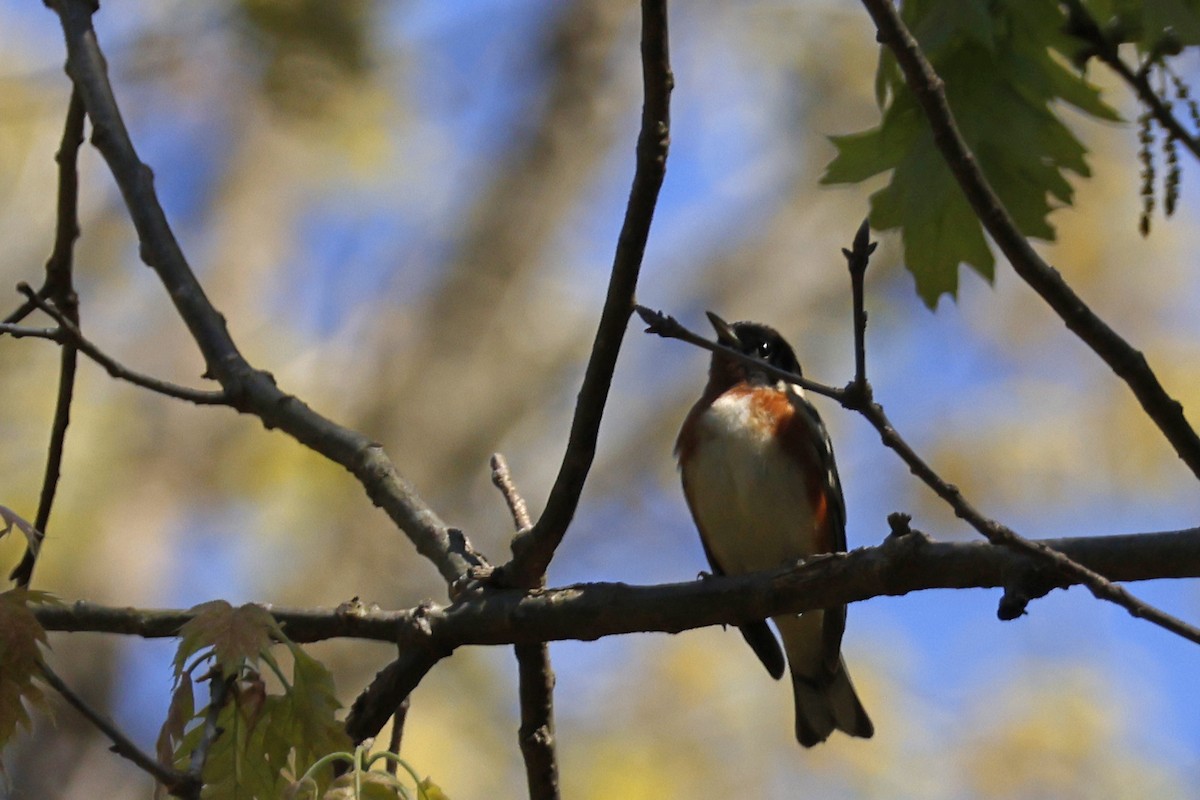 Bay-breasted Warbler - Larry Therrien