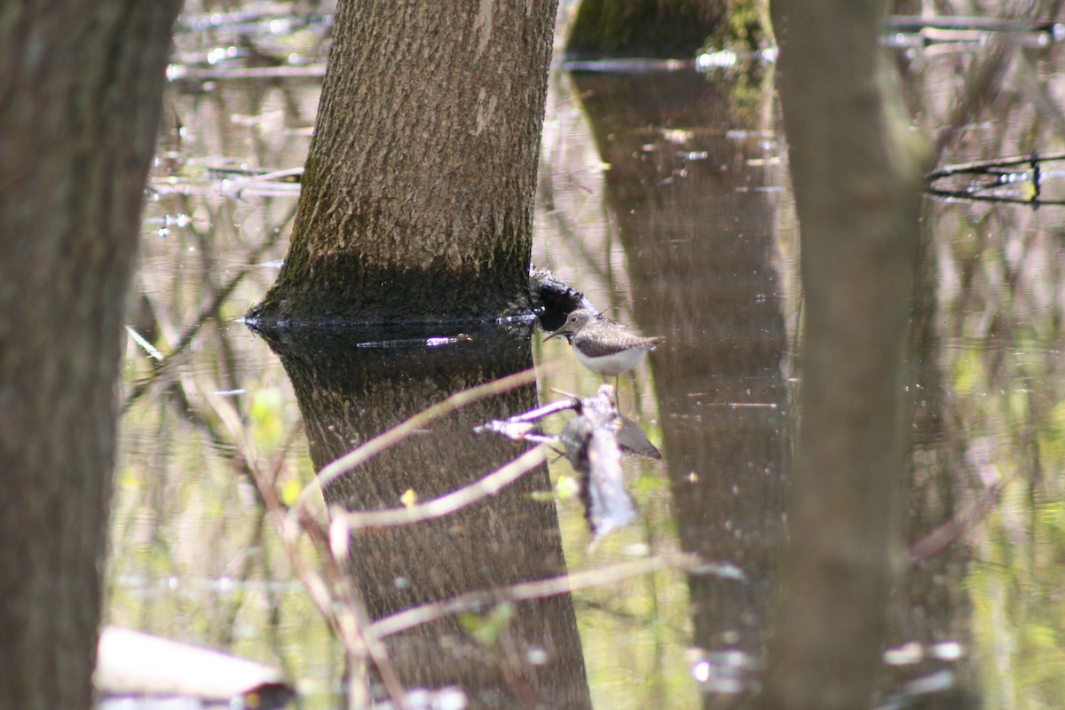 Solitary Sandpiper - ML618727831