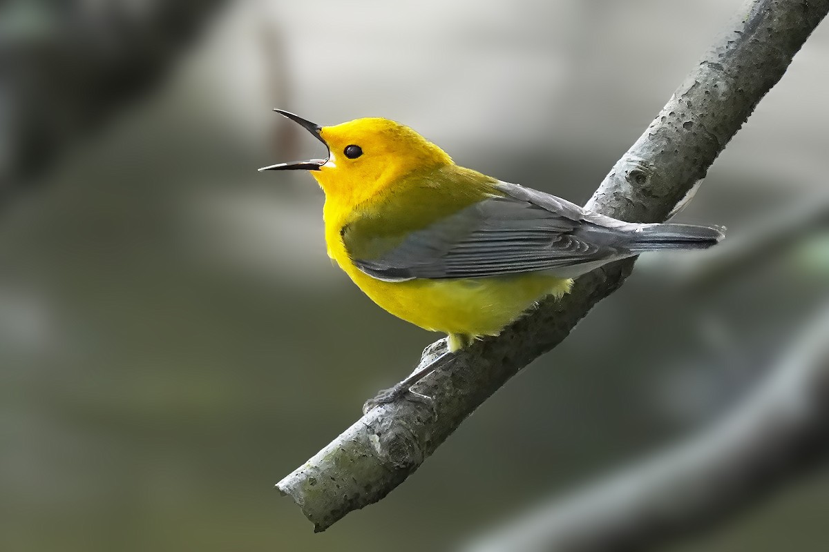 Prothonotary Warbler - Alan Lenk