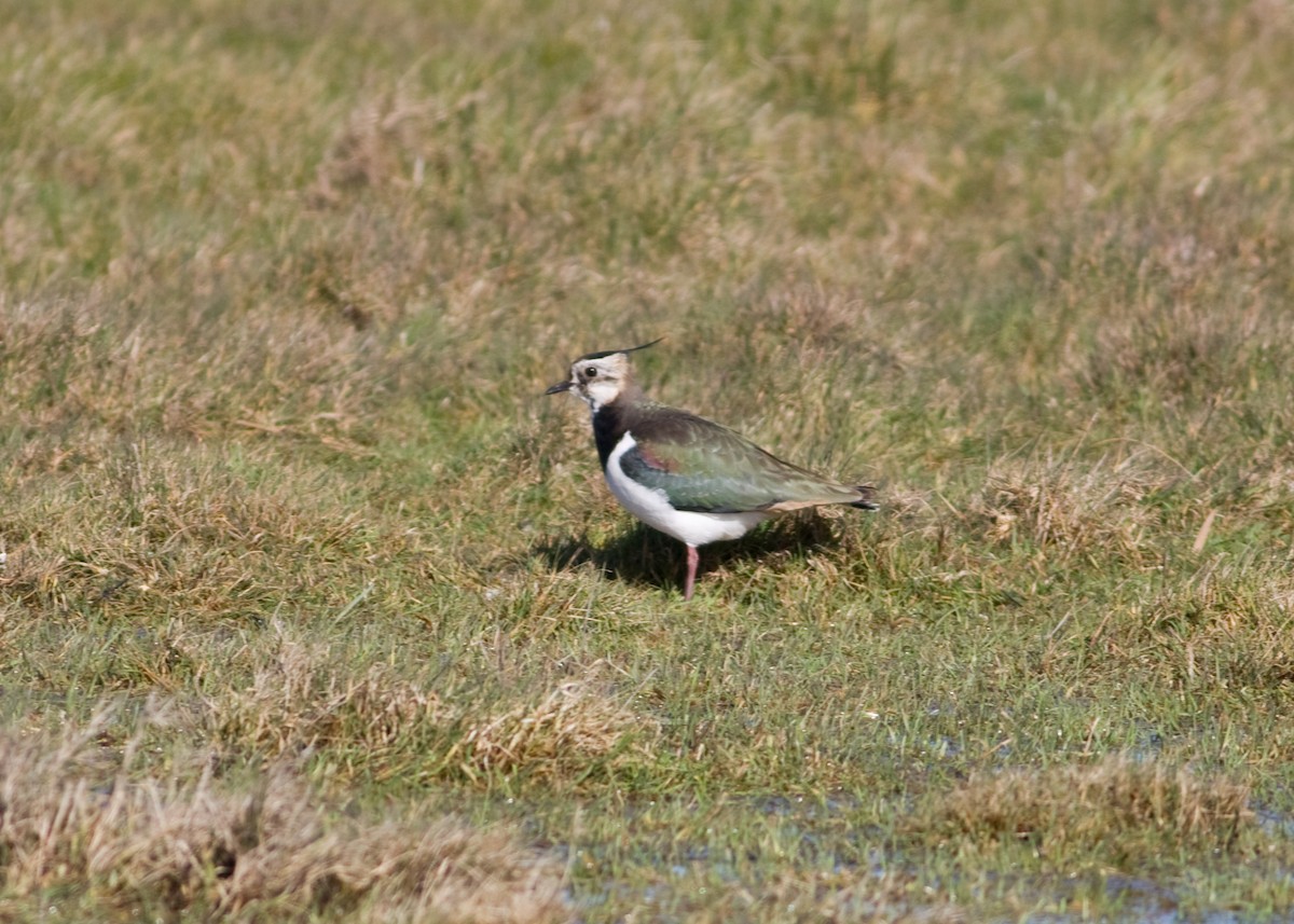 Northern Lapwing - ML618727917