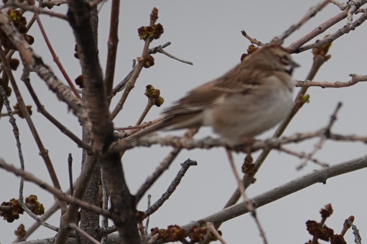 Lark Sparrow - Dave Hanscom