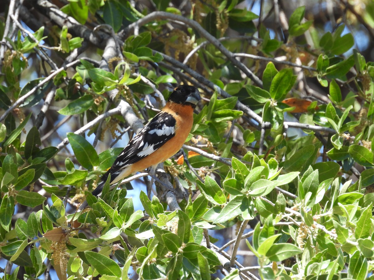 Cardinal à tête noire - ML618727941