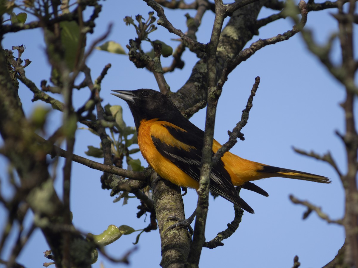 Baltimore Oriole - Sean Wang