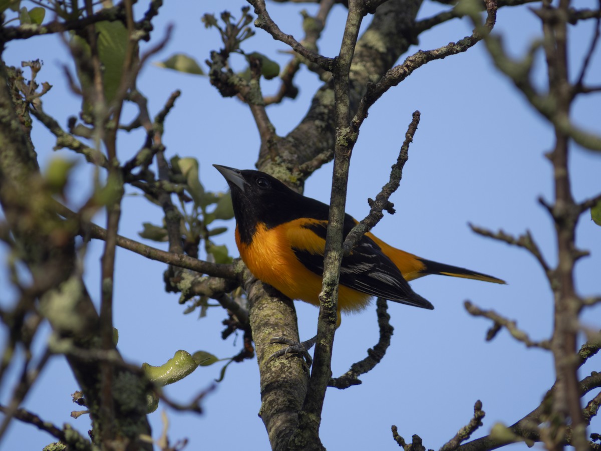 Baltimore Oriole - ML618727947