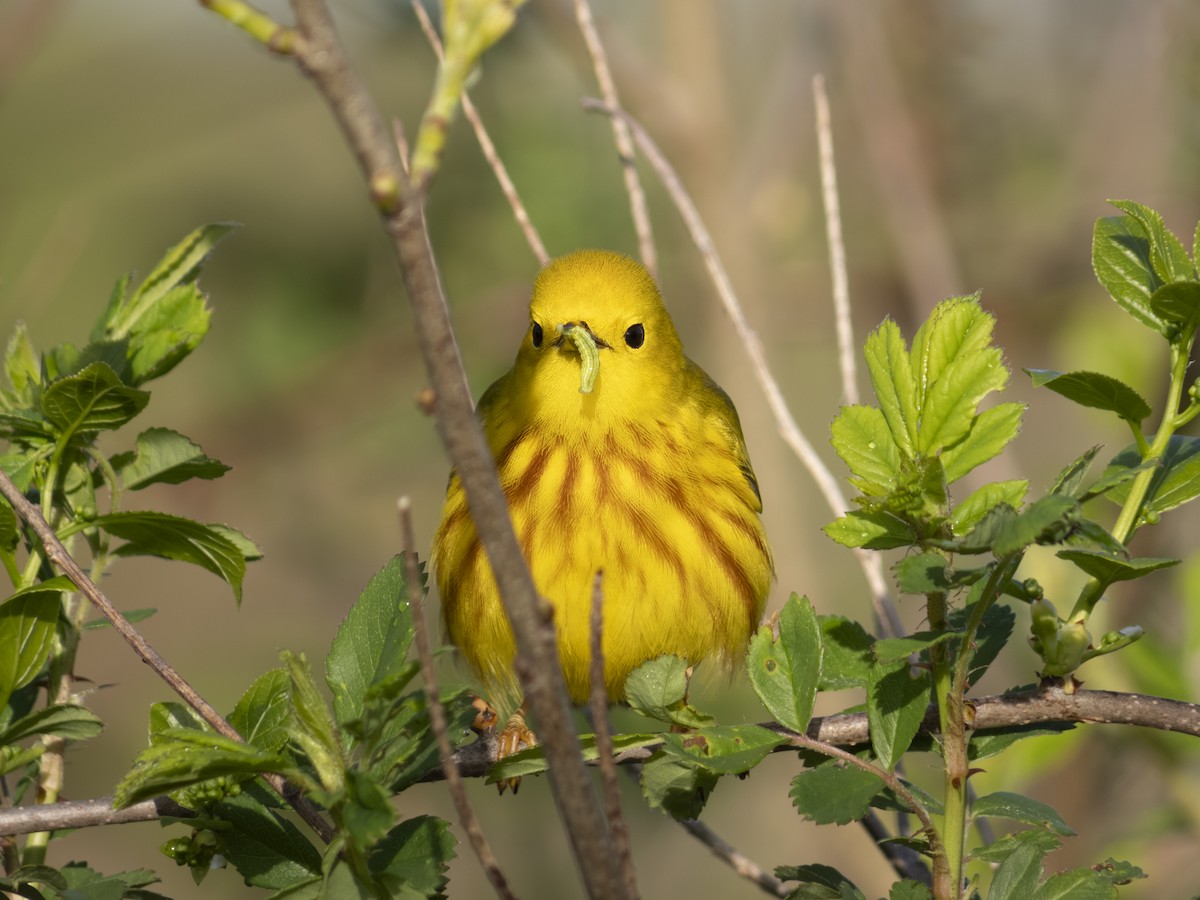 Yellow Warbler - ML618727951