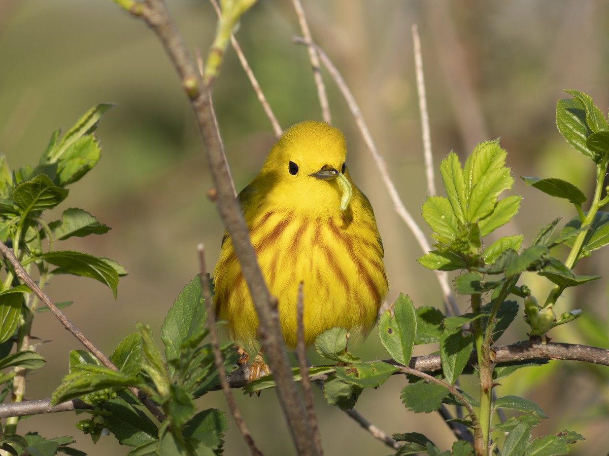 Yellow Warbler - ML618727952