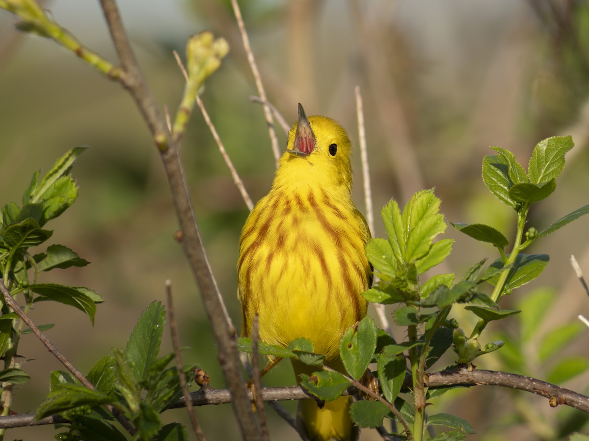 Yellow Warbler - ML618727954