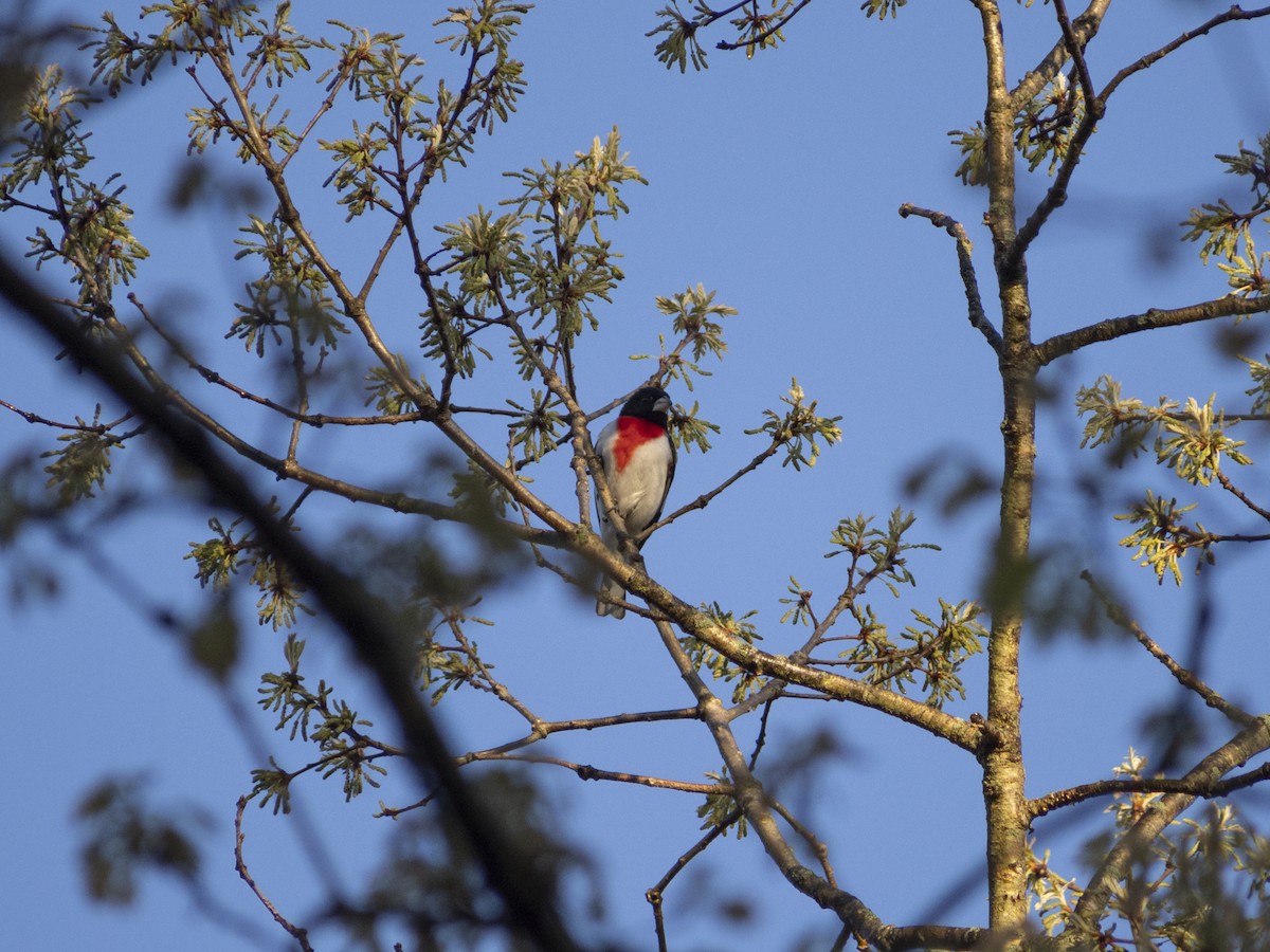 Rose-breasted Grosbeak - Sean Wang