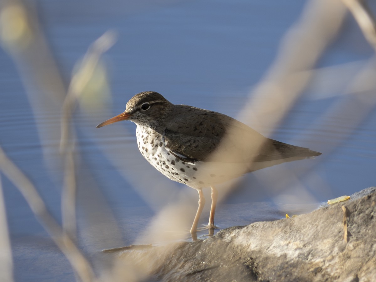 Spotted Sandpiper - ML618728002