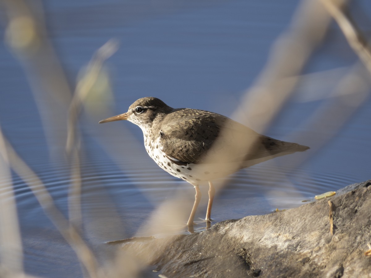 Spotted Sandpiper - ML618728003