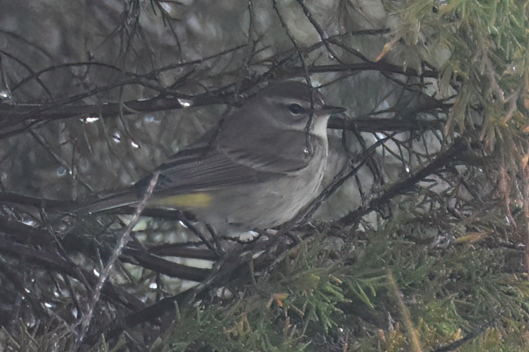 Palm Warbler (Western) - Derek Hudgins