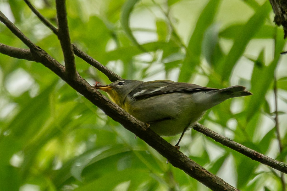 Northern Parula - ML618728011