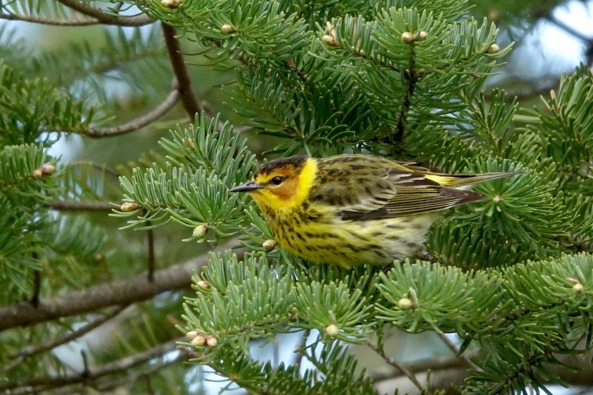 Cape May Warbler - Elaine Marie