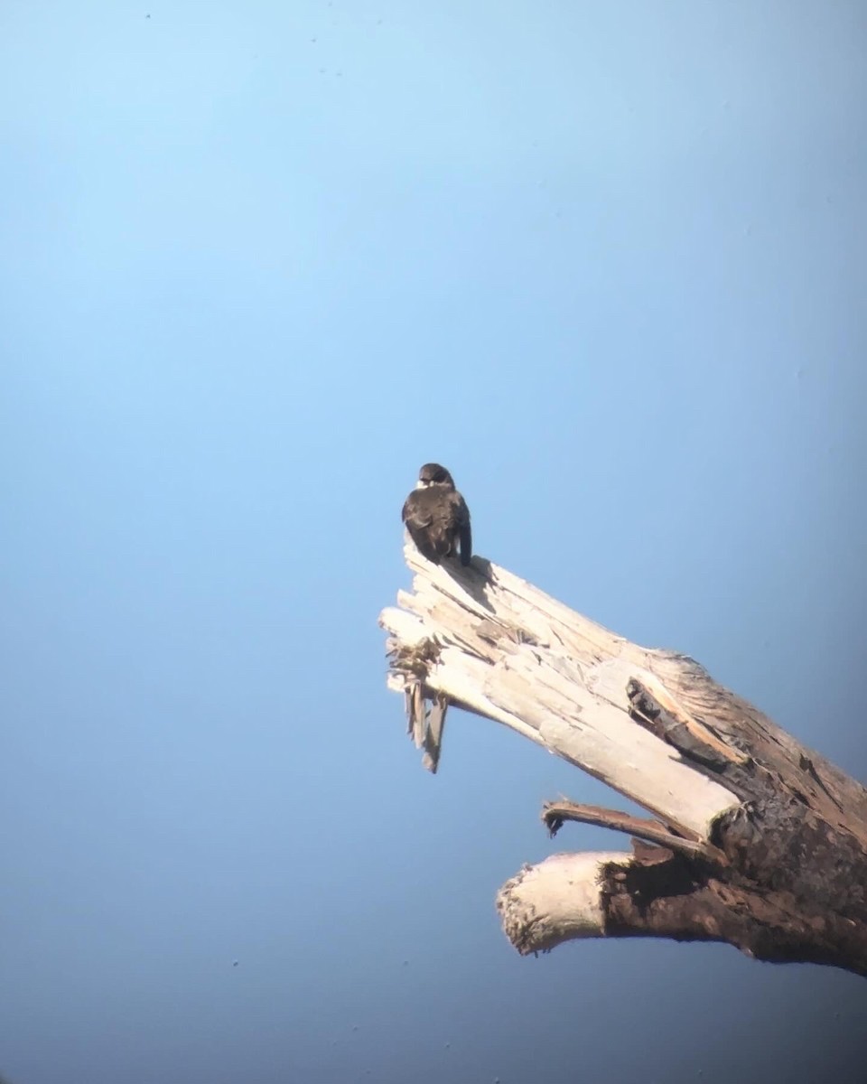 Northern Rough-winged Swallow - Liliana Yenovkian