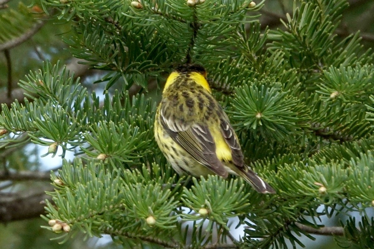 Cape May Warbler - Elaine Marie