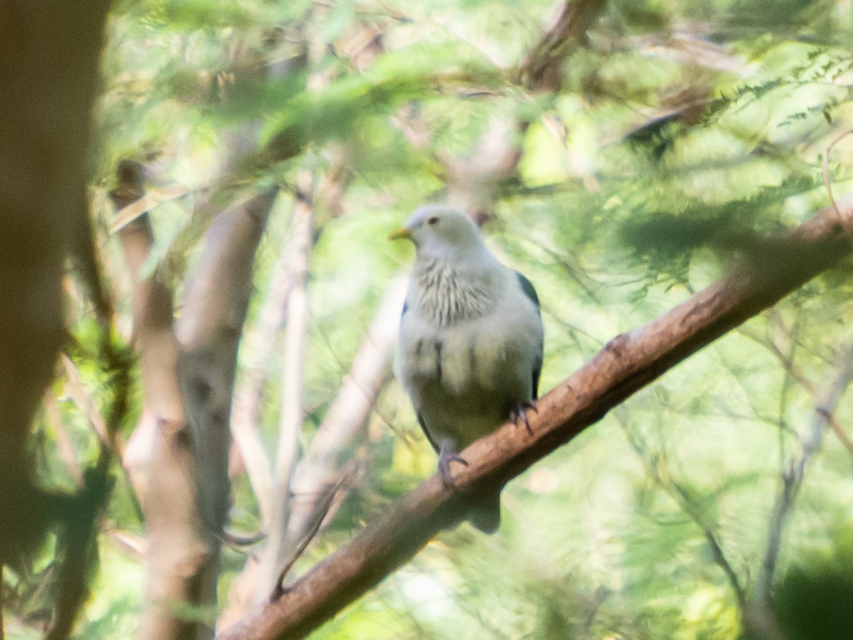 Gray-green Fruit-Dove - Bob Friedrichs