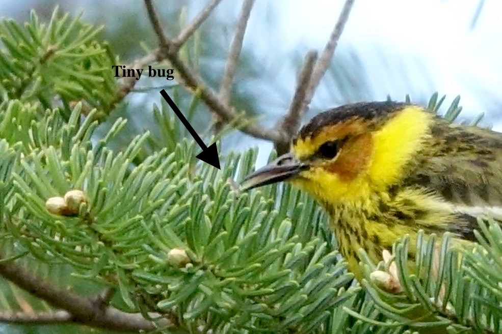 Cape May Warbler - Elaine Marie