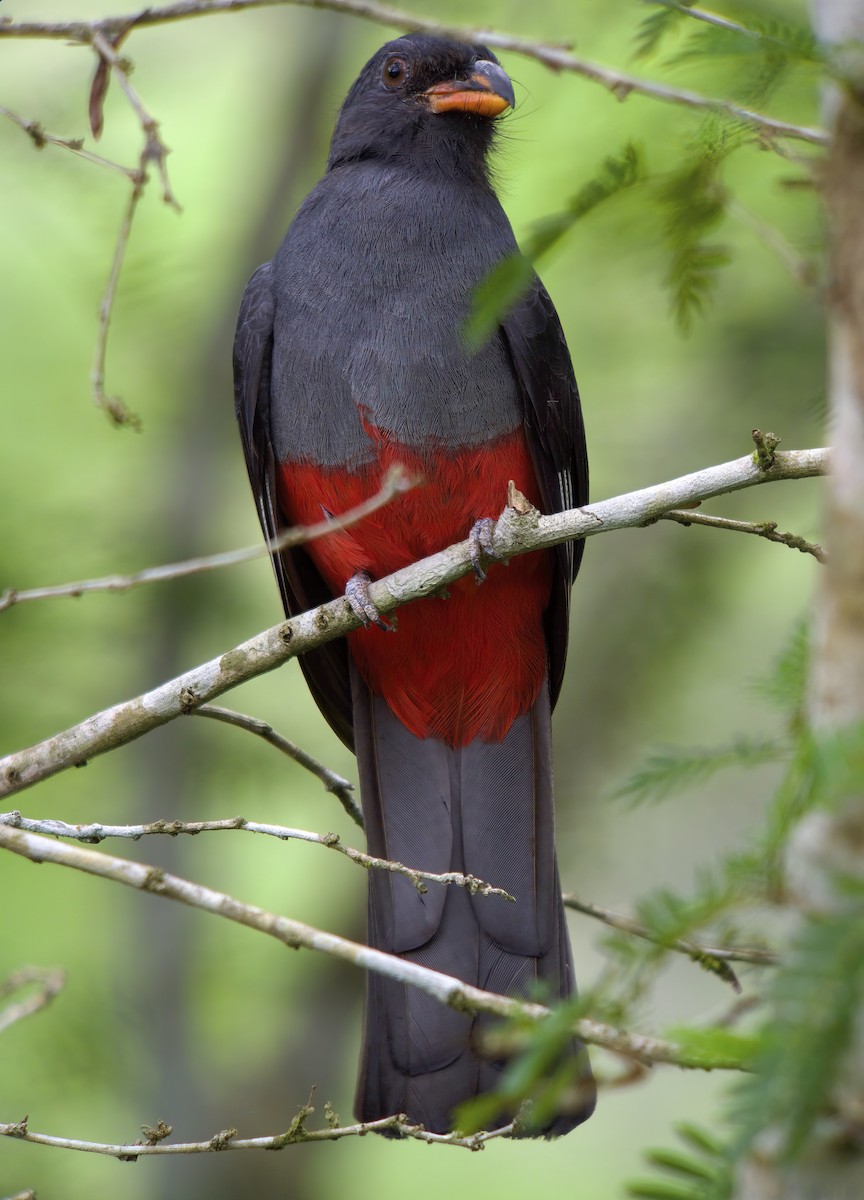 Slaty-tailed Trogon - ML618728042