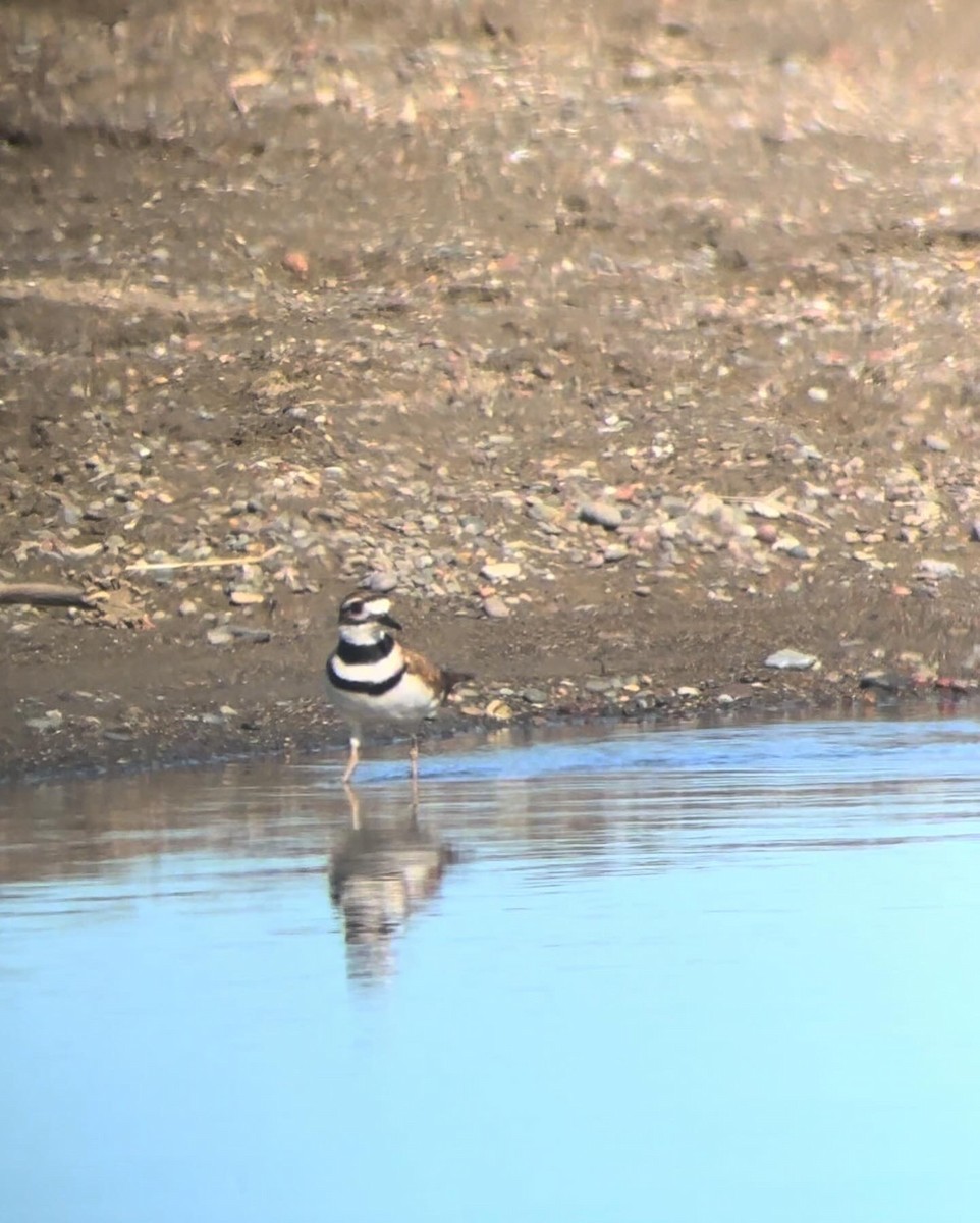 Killdeer - ML618728044