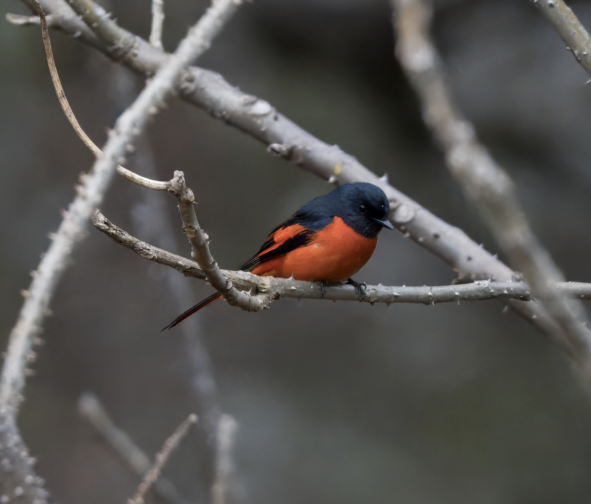 Long-tailed Minivet - ML618728141