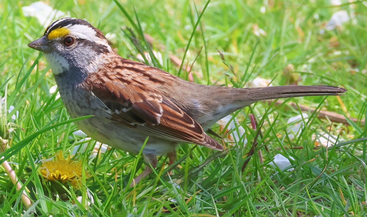 White-throated Sparrow - ML618728149