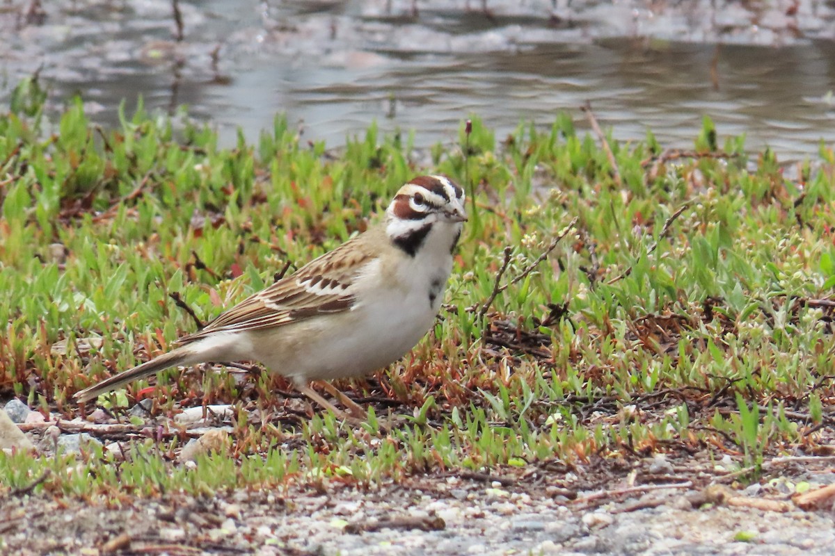 Lark Sparrow - Del Nelson