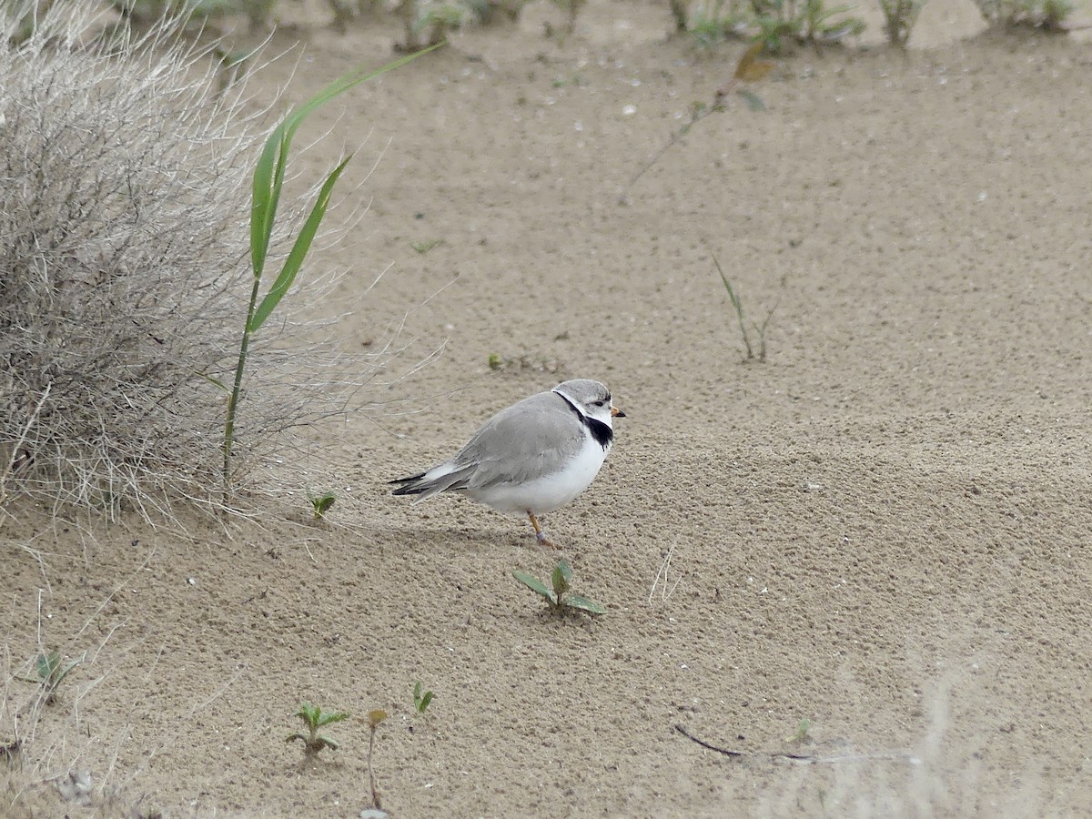 Piping Plover - ML618728167