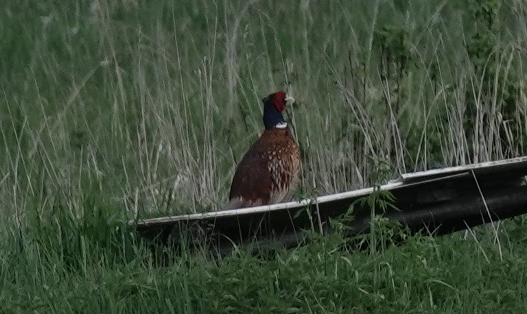 Ring-necked Pheasant - Josef Trojan