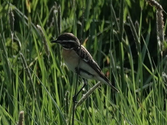 Whinchat - Josef Trojan