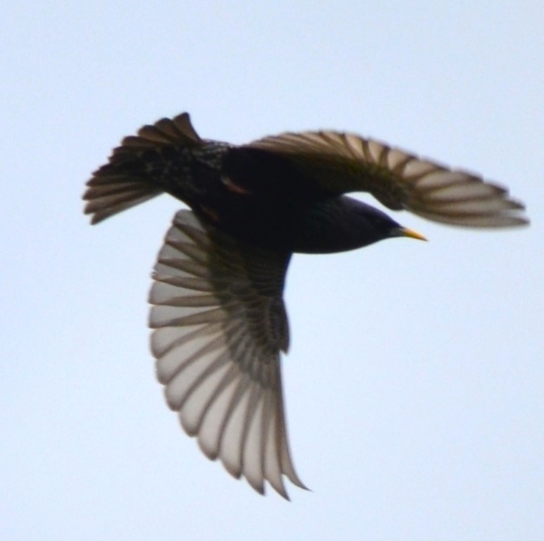 European Starling - ML618728181