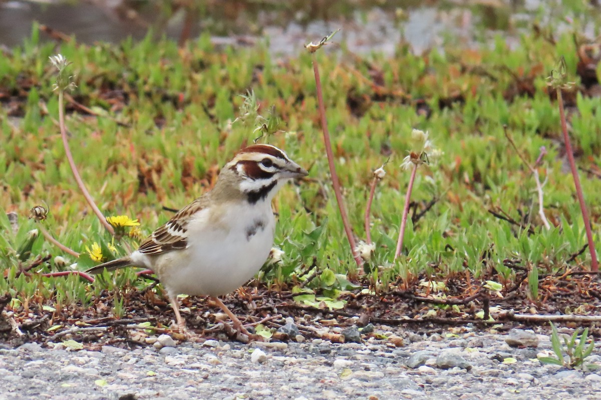 Lark Sparrow - Del Nelson