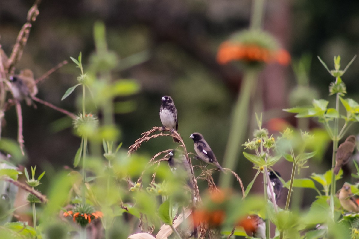 Black-and-white Seedeater - Bosko Ruffner