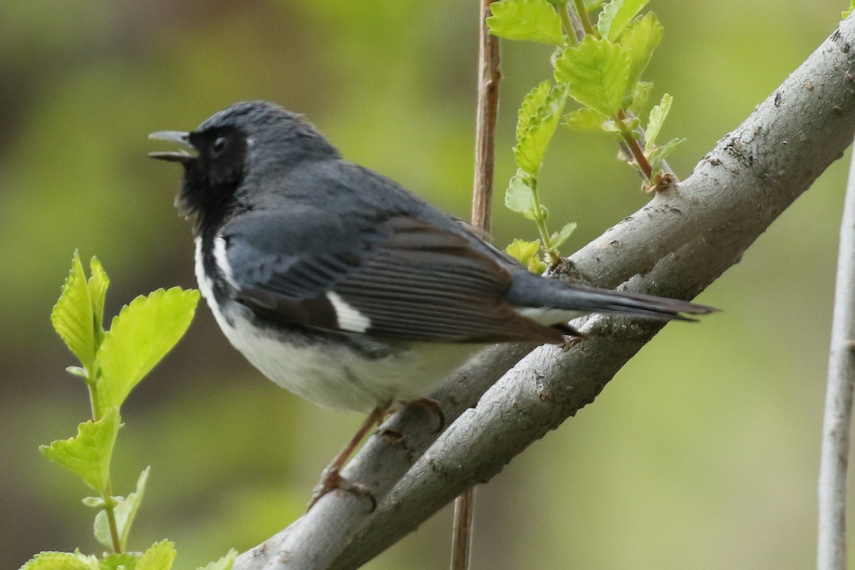 Black-throated Blue Warbler - Tom Behnfield