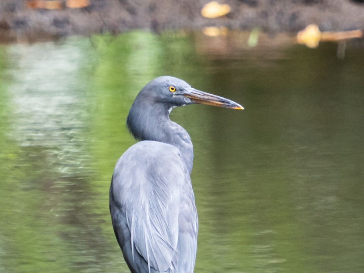 Pacific Reef-Heron - Bob Friedrichs