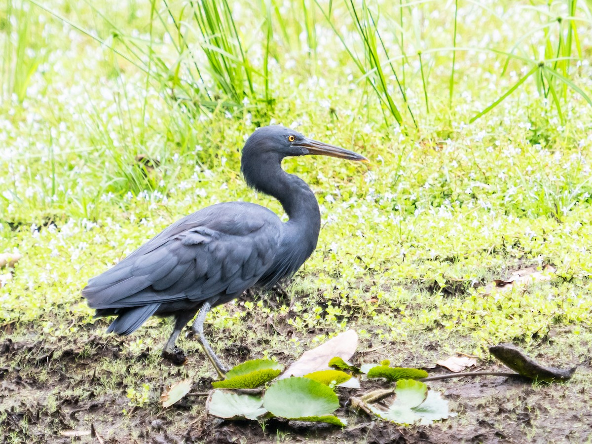 Pacific Reef-Heron - ML618728251