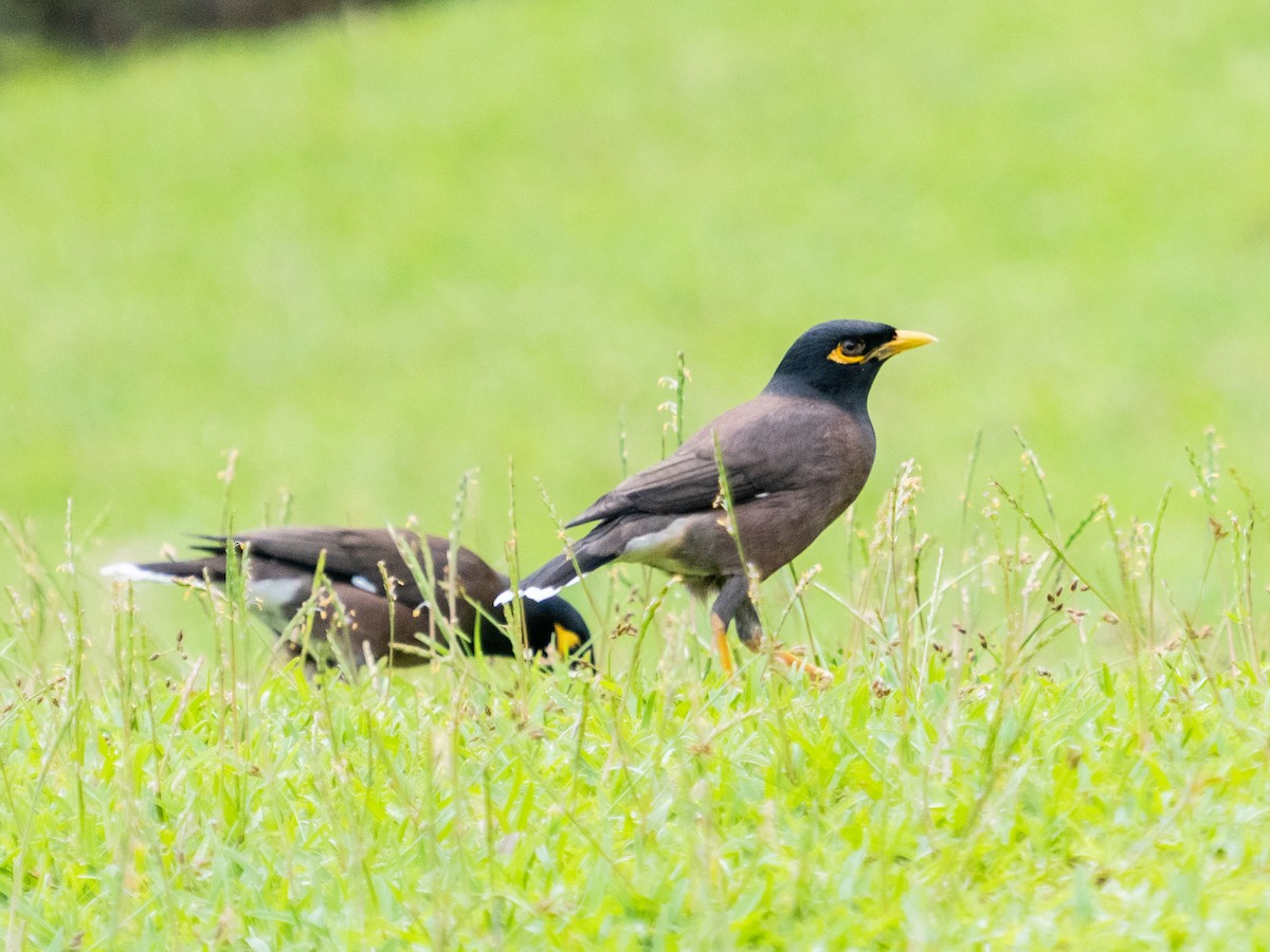 Common Myna - ML618728260