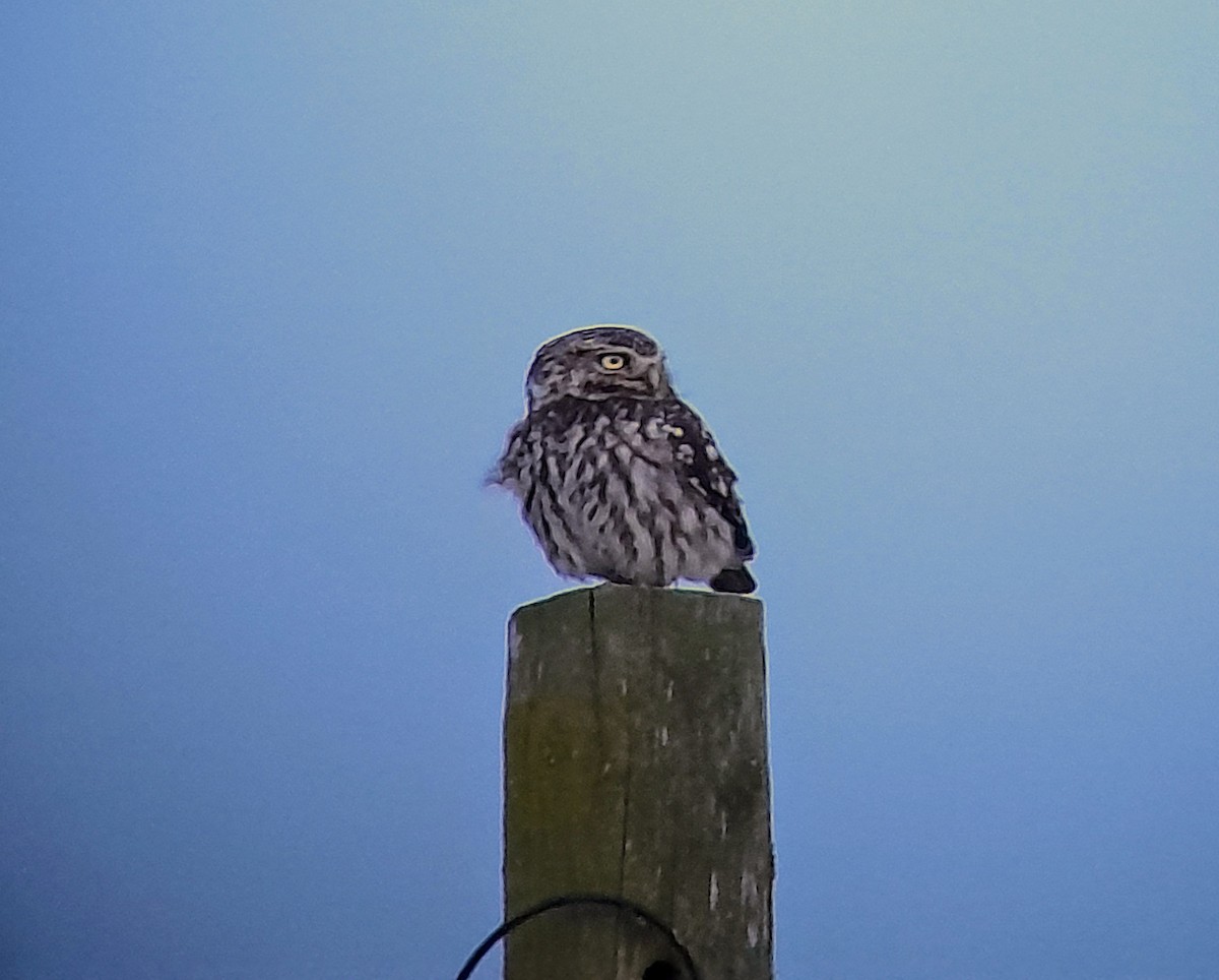 Little Owl - ML618728279