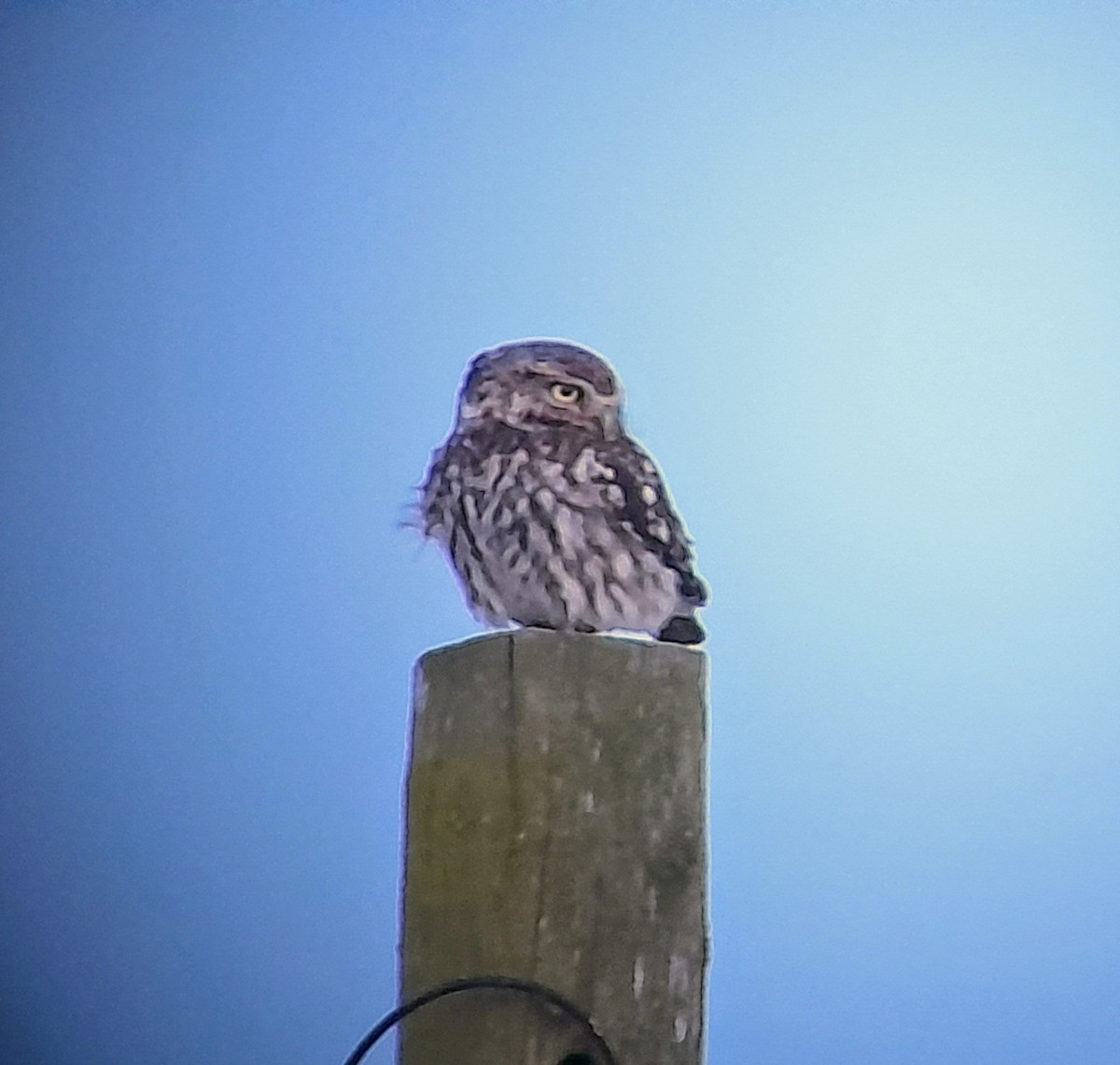 Little Owl - ML618728280