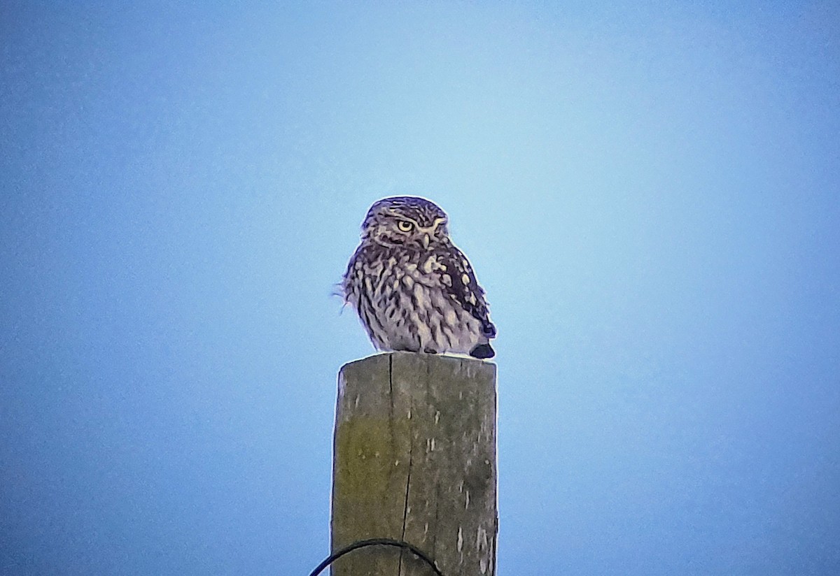 Little Owl - Mark Jordan